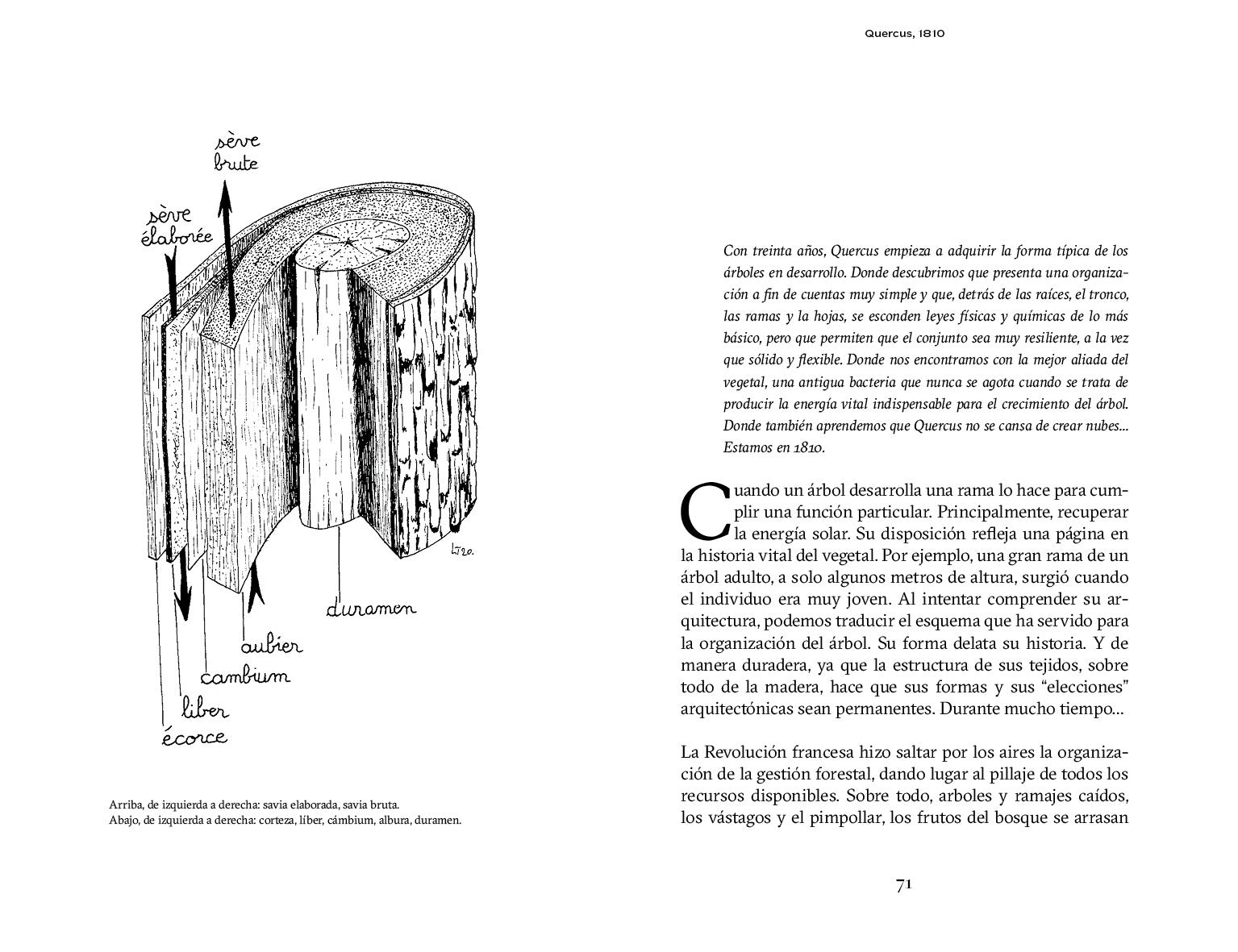 Ser un roble La fascinante historia bajo la corteza de Quercus