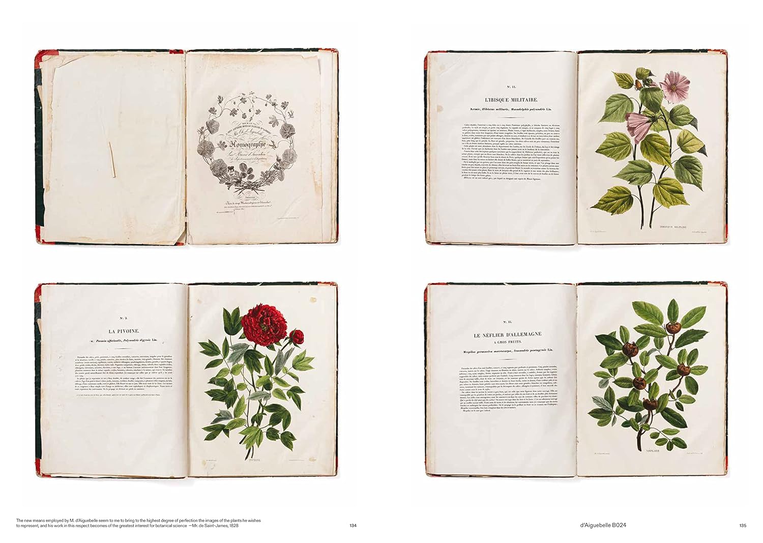 Capturing Nature. 150 Years of Nature Printing