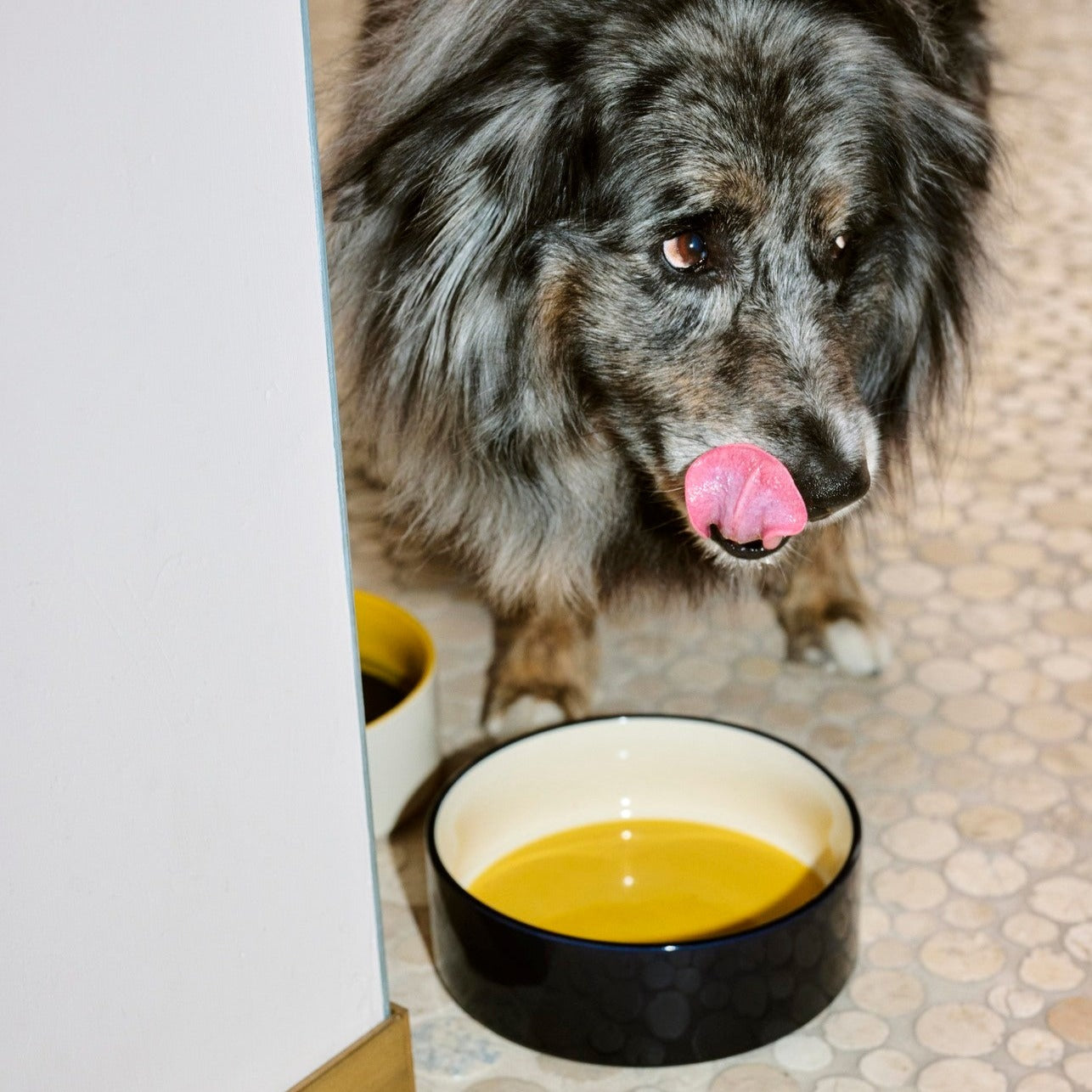 Bowl para mascota large - HAY