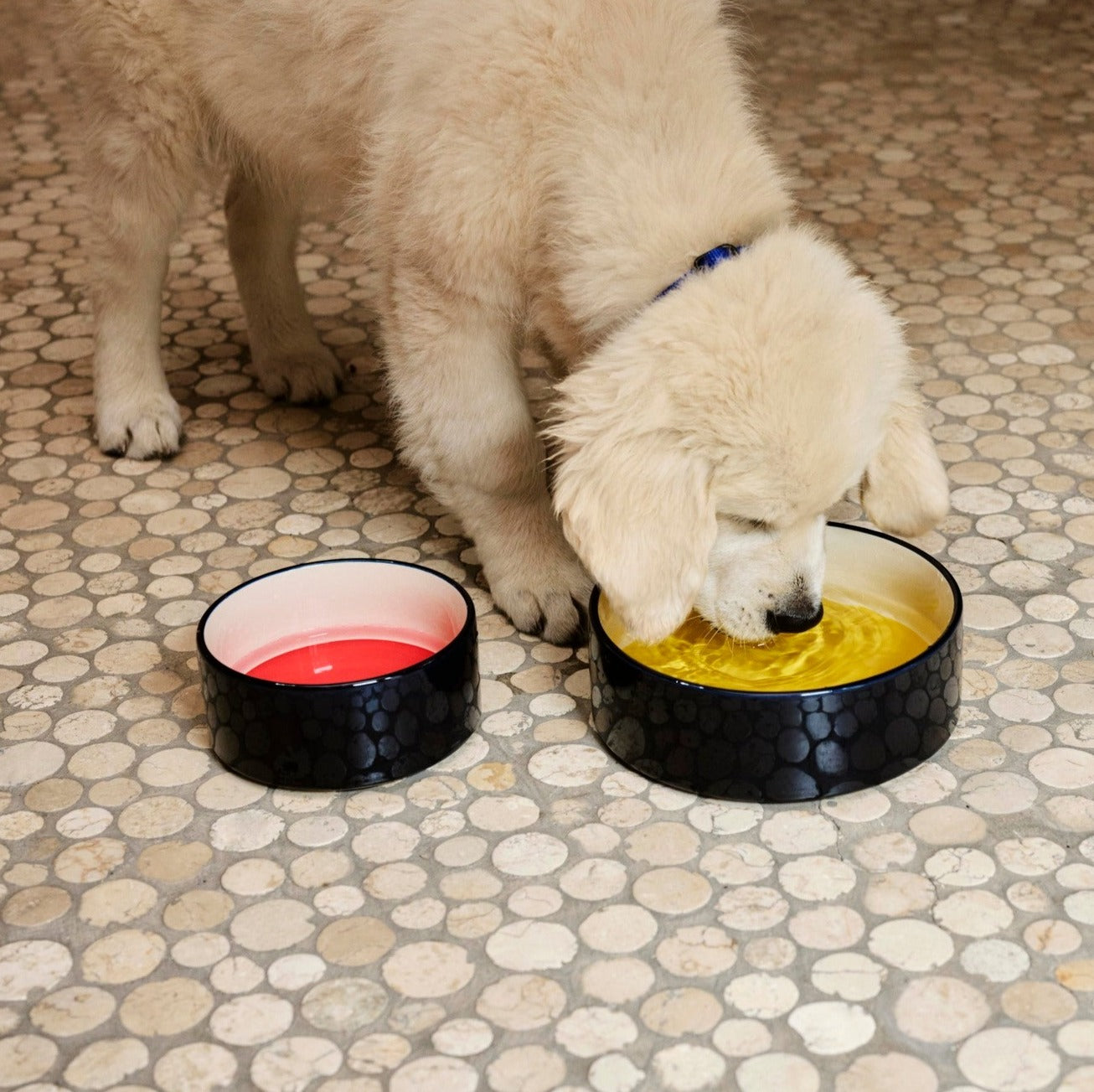 Bowl para mascota large - HAY