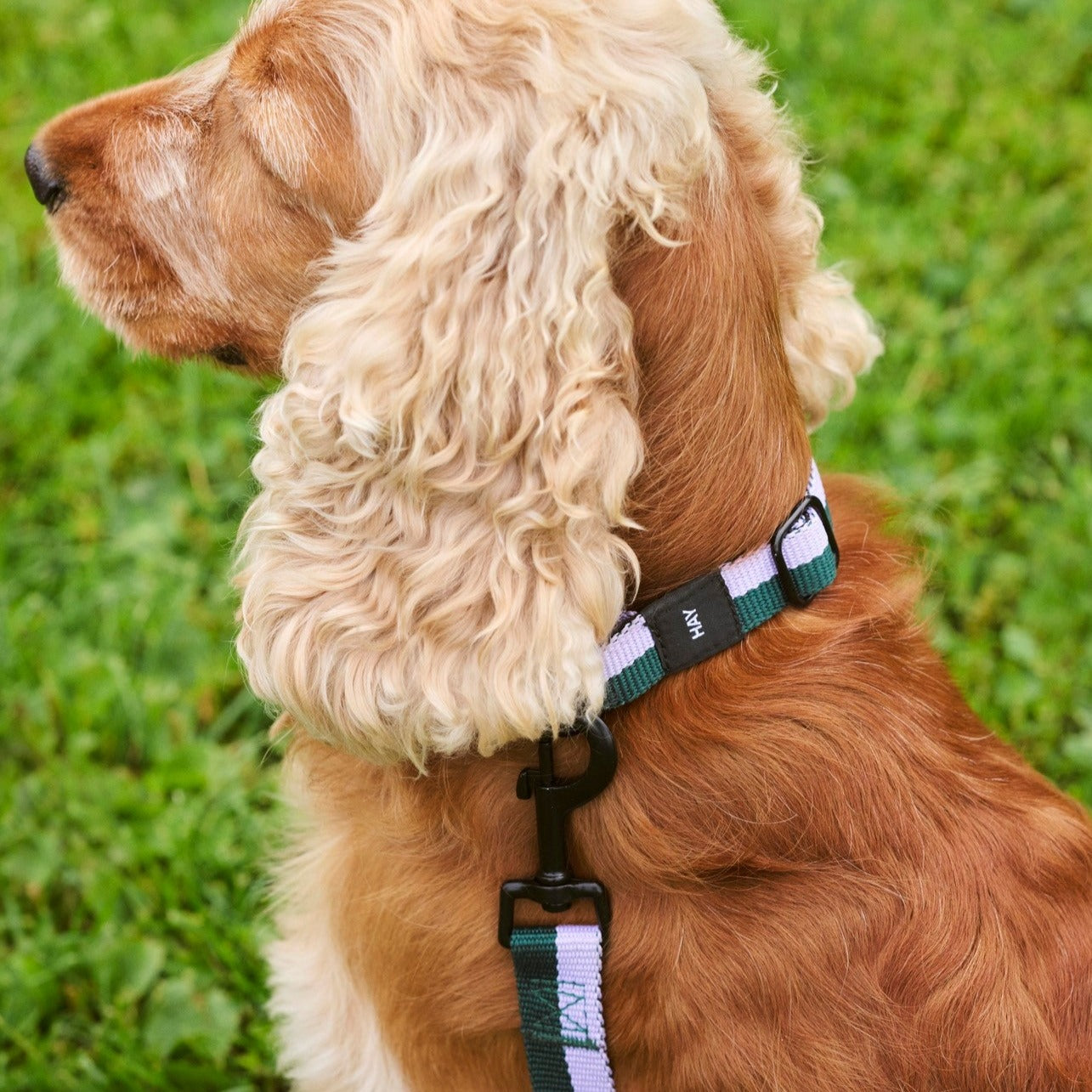 Collar para perro Flat S/M Lavender, Green - HAY